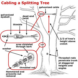 Tree Cabling and Bracing