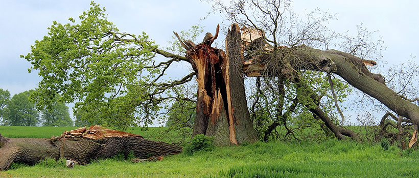 Hazardous Tree Assessment