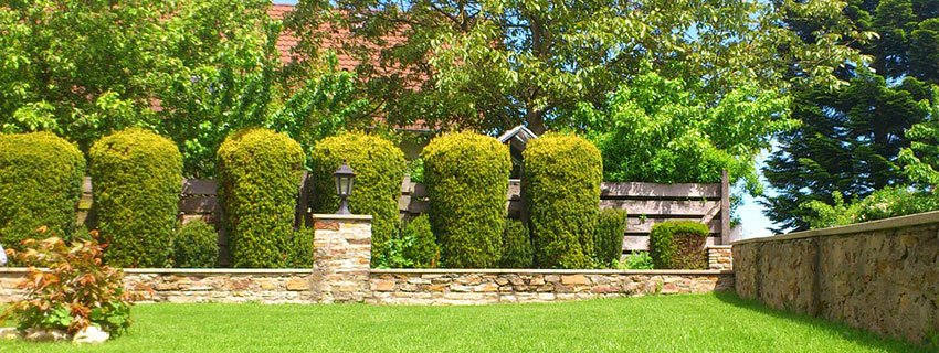 shrub pruning of hedge