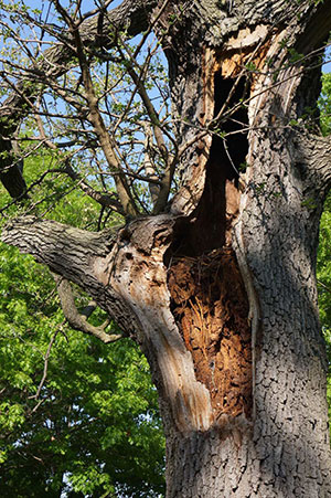 Hazardous Tree Assessment - Hollow Tree