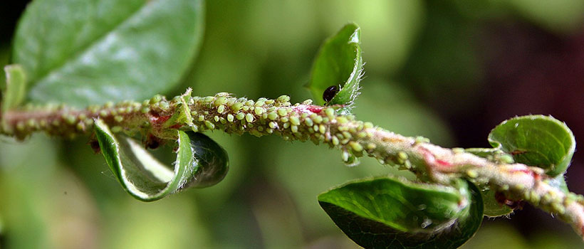 Insect and Pest Control