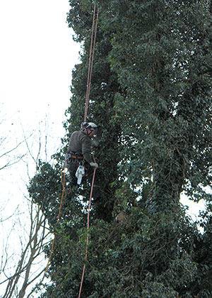 Tree Pruning