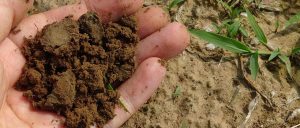 soil quality is important for plant health