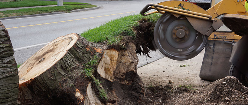 Stump Grinding Windsor