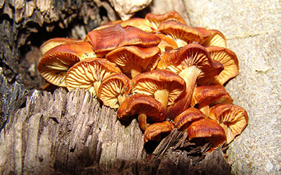 tree-fungus-Diseases