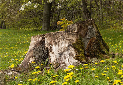 Stump Removal 